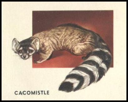 156 Cacomistle